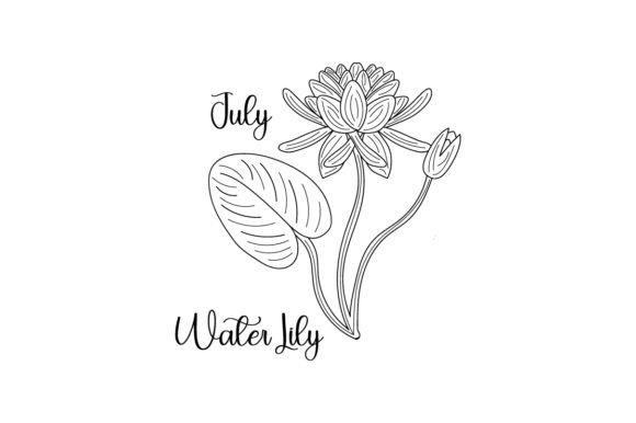 Birth Month Flowers - July - Water Lily