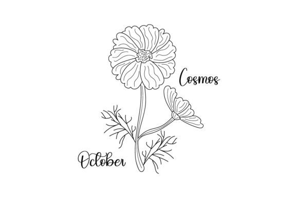 Birth Month Flowers - October - Cosmos